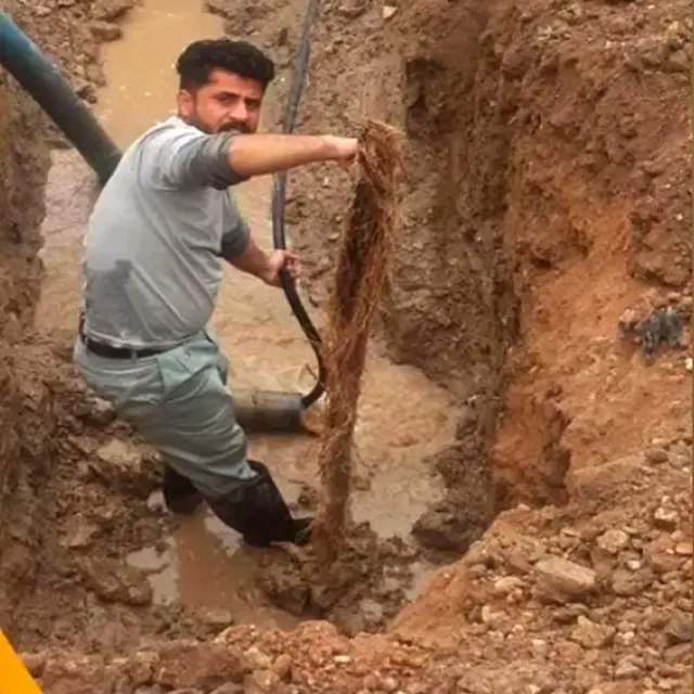 కోనోకార్పస్ మొక్క