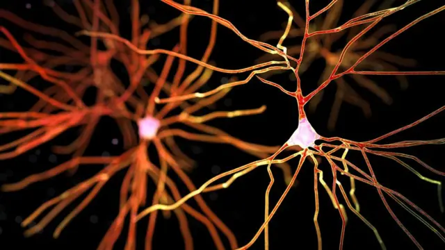 የአንጎል ኒዩሮን 