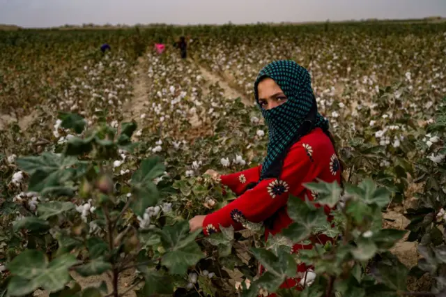 یوه جلکۍ د پنبې کښت سره
