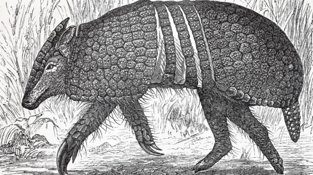 Armadillo