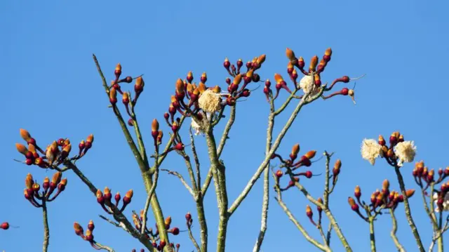 Ramos da rvore Ceiba pentandra.