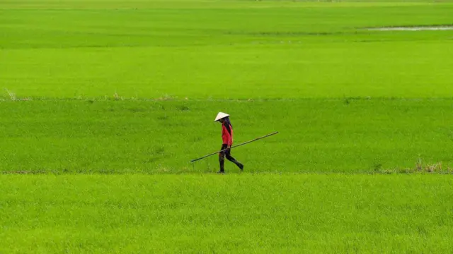 Đồng ruộng