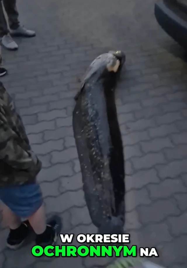 Скріншот відео, на якому видно гігантського сома, що лежить на тротуарі