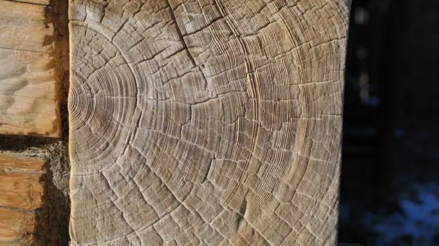 જળવાયુ પરિવર્તન, વૃક્ષો, ગરમી, ગ્લોબલ વોર્મિંગ બીબીસી ગુજરાતી