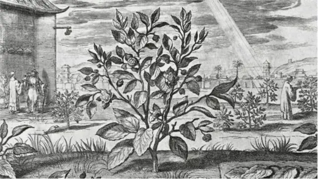 चहाचं रोप 