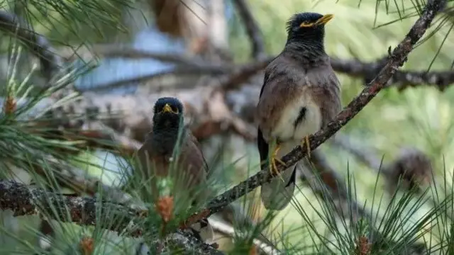 مینا عموما جوڑے میں نظر آتی ہے