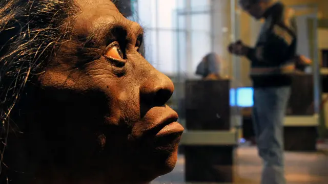 Dalam sejumlah rangkaian penelitian di Sulawesi, fosil hominin belum pernah ditemukan.