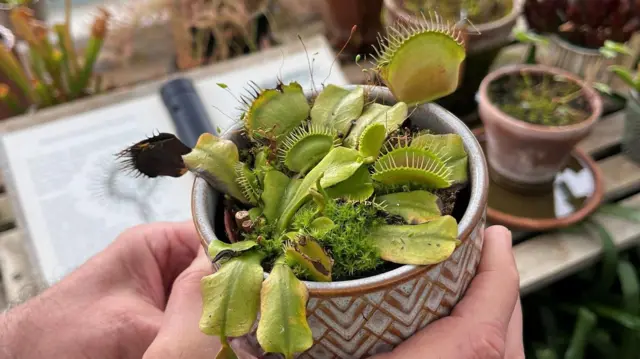 les plantes carnivores.