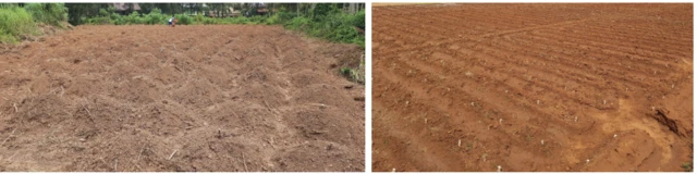 ਕਸਾਵਾ ਦੀ ਬਿਜਾਈ ਸਿੱਧੀ ਜ਼ਮੀਨ ’ਤੇ ਨਹੀਂ ਸਗੋਂ ਵੱਟਾਂ ਉੱਤੇ ਕੀਤੀ ਜਾਂਦੀ ਹੈ