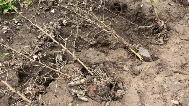 पावसामुळे कपाशी पिकाचं झालेलं नुकसान.