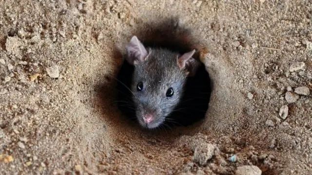 Expert say rats no go confuse igbo for food.