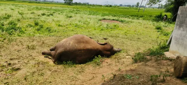 ఏనుగులు 