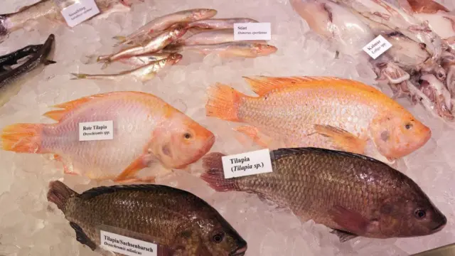 తిలాపియా చేపలు