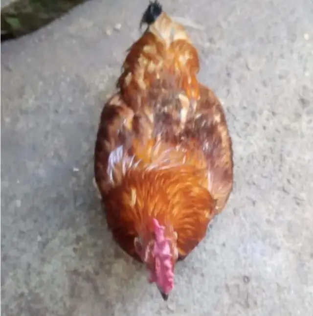 కోడిపుంజు