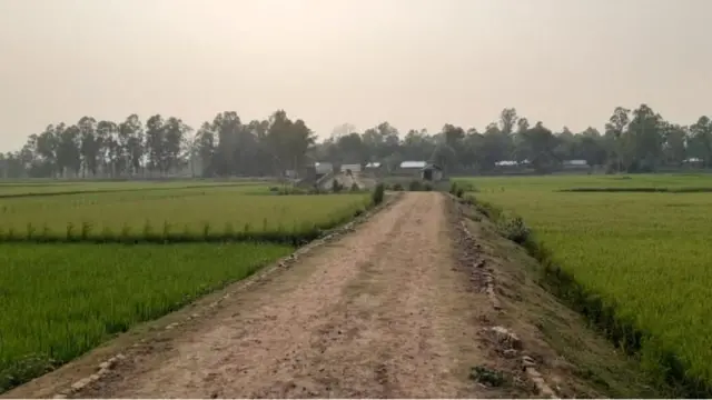 বড়াইবাড়ি গ্রামের ধানক্ষেতে পড়েছিল বিএসএফ সৈন্যদের মরদেহ।