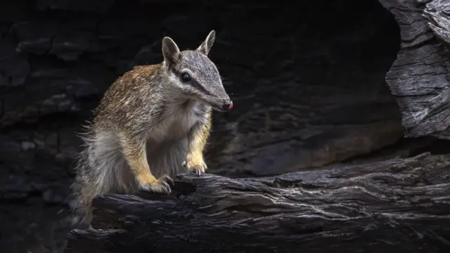 Um numbat lambe o focinho sobre um tronco queimado.