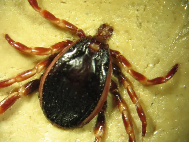 Erkek hyalomma marginatum kenesi. 