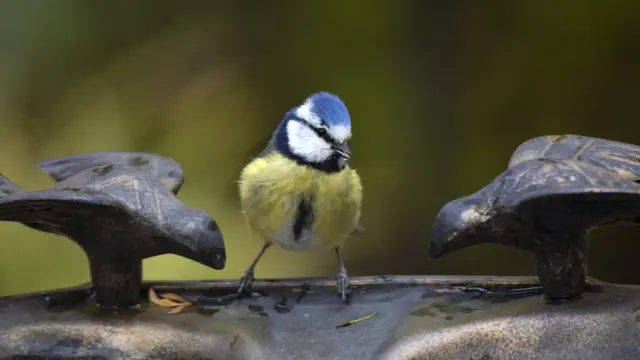 Синица среди двух чугунных птиц