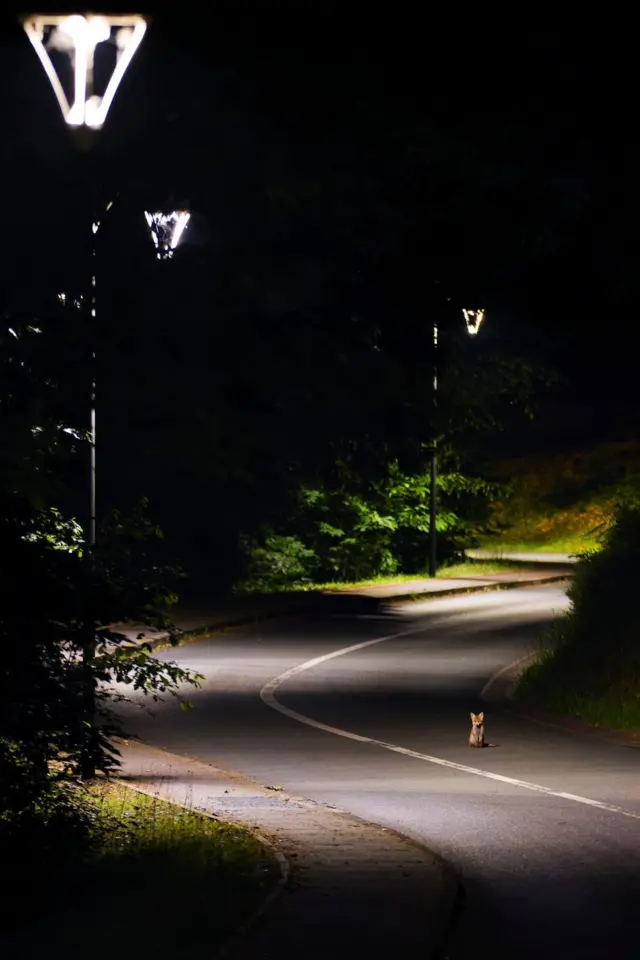 Opasan prelaz - slika mlade lisice koja sedi na vijugavom putu kroz šumu, rad Maksima Kolina iz Francuske, takmičila se u kategoriji 15 do 17 godina. Maksim je posmatrao majku lisicu više od godinu dana. Ovom prilikom je sa njegovog skrivenog mesta posmatrao troje lisičića kako se igraju, dok je jedno gledalo u njegovom pravcu