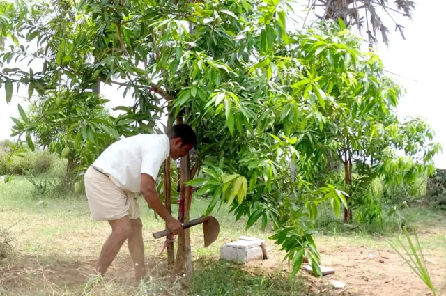 మొక్కలు పెంచుతున్న బానోతు రాజు