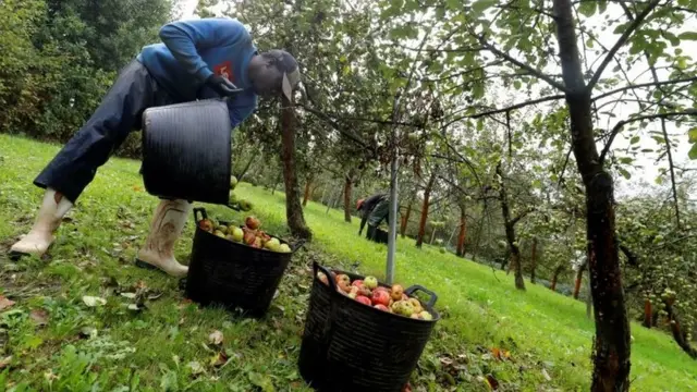 सेब के बाग़ान