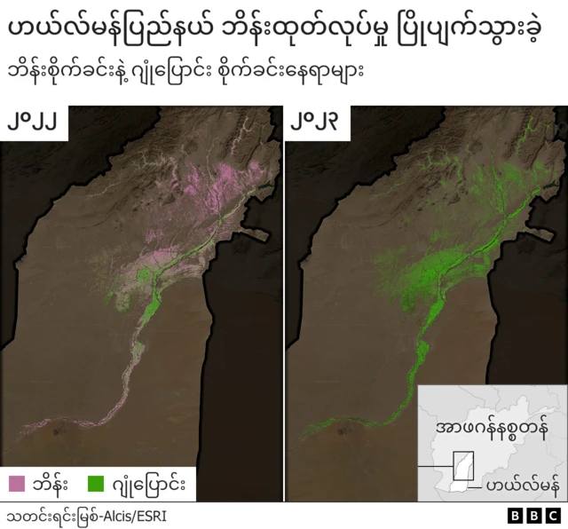 တာလီဘန်၊ မူးယစ်ဆေးဝါး စစ်ပွဲ၊ ဘိန်းခင်း