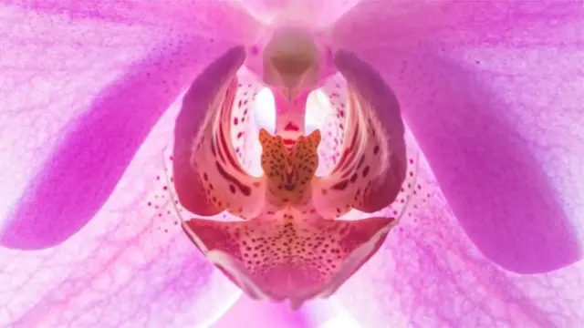 ఆకారం కారణంగా చాలా మంది క్లిటోరిస్‌ను ఆర్కిడ్ పువ్వుతో పోలుస్తారు