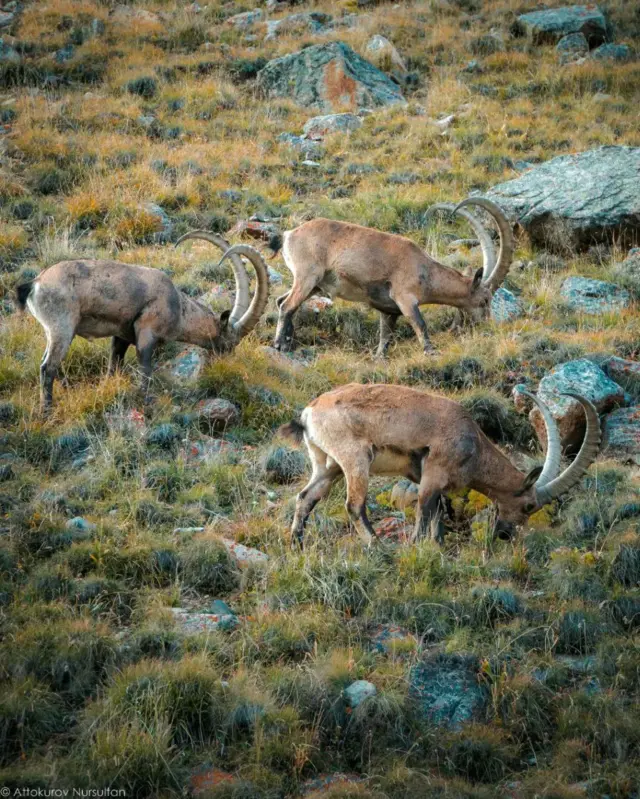 Кайберендер...