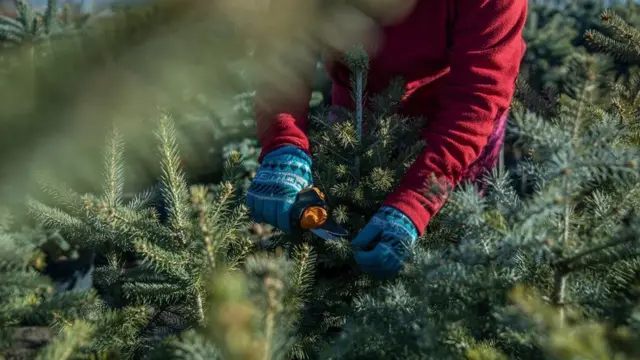 درخت کریسمس