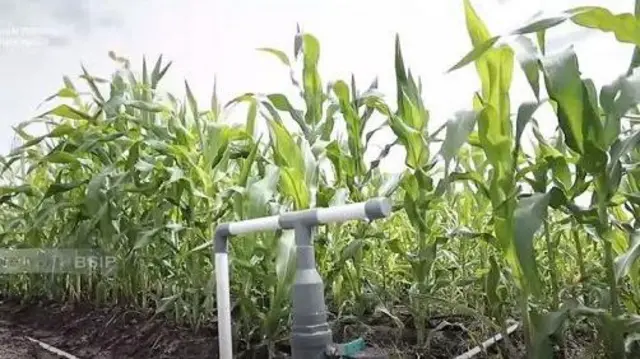 Kebun jagung di lahan food estate diperkirakan panen pada Januari 2024.