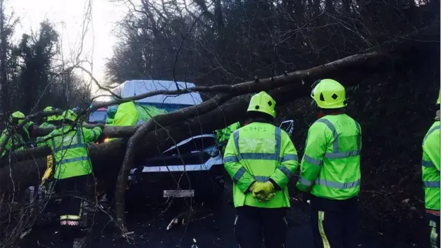 Fallen tree crushes van near Torpoint, Cornwall