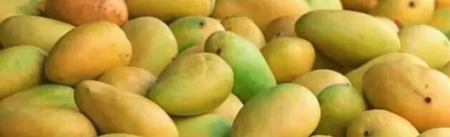 Mangoro yana inta garkuwar jiki