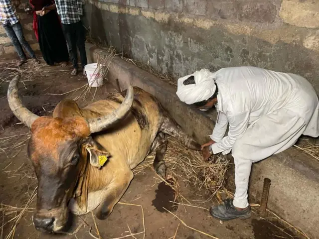 పశువుపై సింహం దాడి