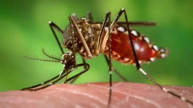 ডেঙ্গু রোগের বাহক এডিস মশা