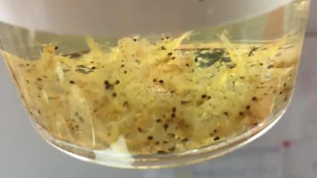 camarones