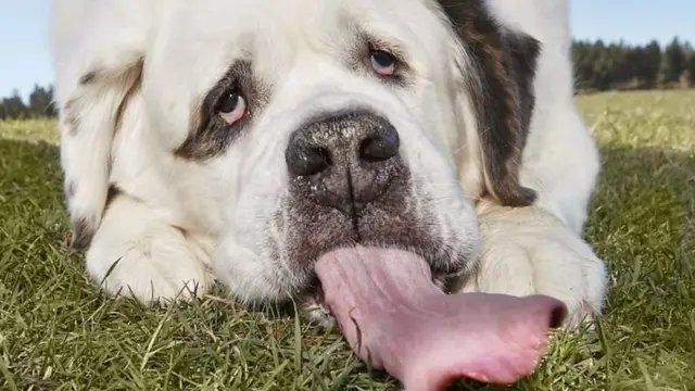 මොචිගේ ඡායාරූප ගිනස් ලෝක වාර්තා පොතේ පිටු අතරට එක්විය