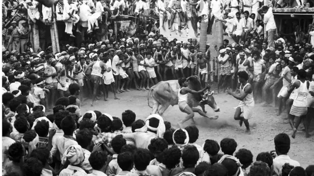 Hình ảnh vật trâu