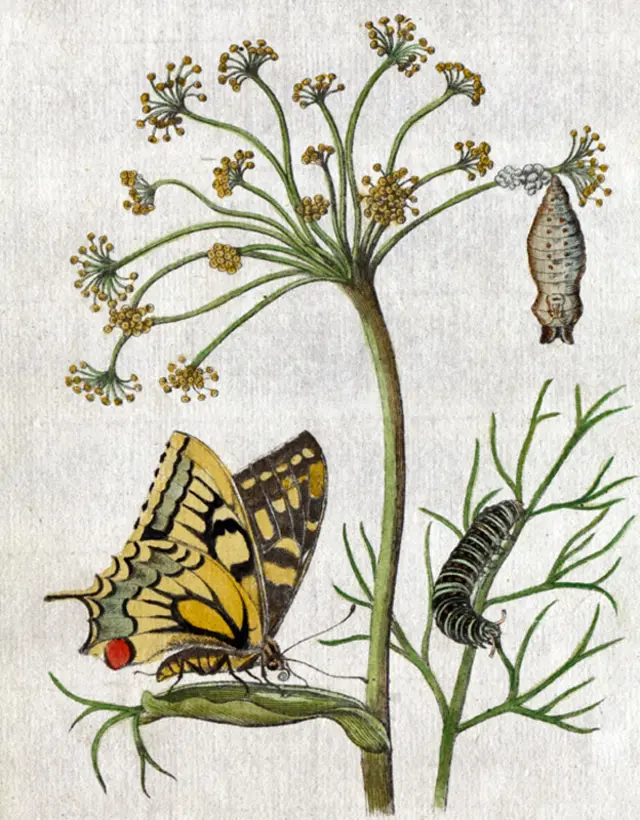 Desenho de Maria Merian