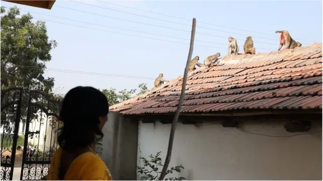 ఇంటి మీద పెంకులను కూడా పాడు చేస్తున్నాయి.