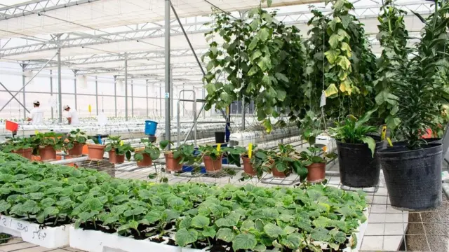 Ürdün Sahra Orman Projesi