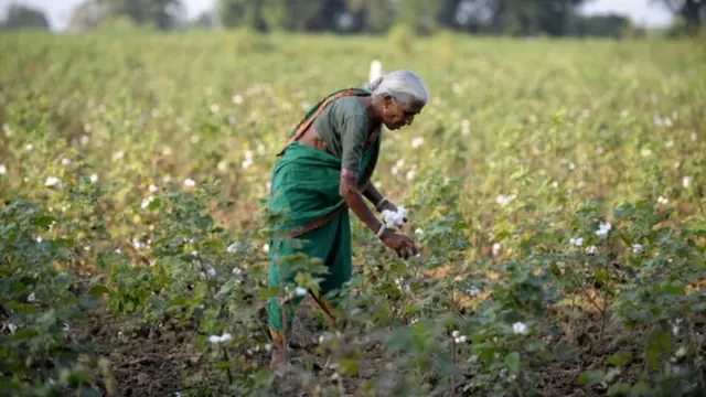 పత్తి పొలం