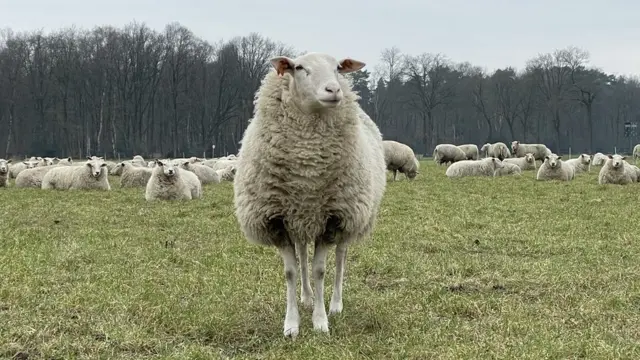 از زمان پیدا شدن دوباره گرگها در بلژیک چند تا از گوسفندان یوهان اشوتدن کشته شدهاند