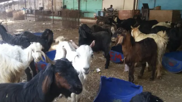 ઘેટાં-બકરાં