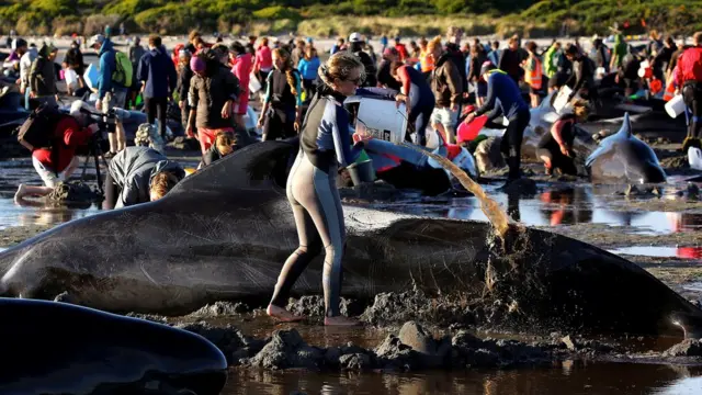 อาสาสมัครพยายามช่วยชีวิตวาฬ