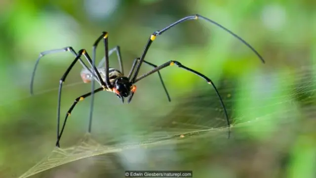 Laba-laba orb-weaver betina jenis northern golden (Nephila pilipes).