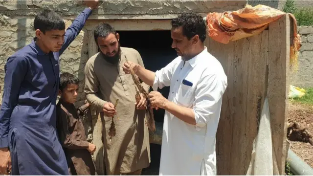 کیڑے مار ادویات کا استعمال