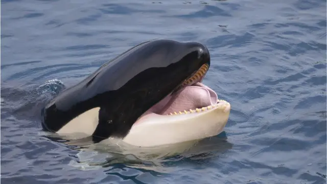 Orca mostrando os dentes