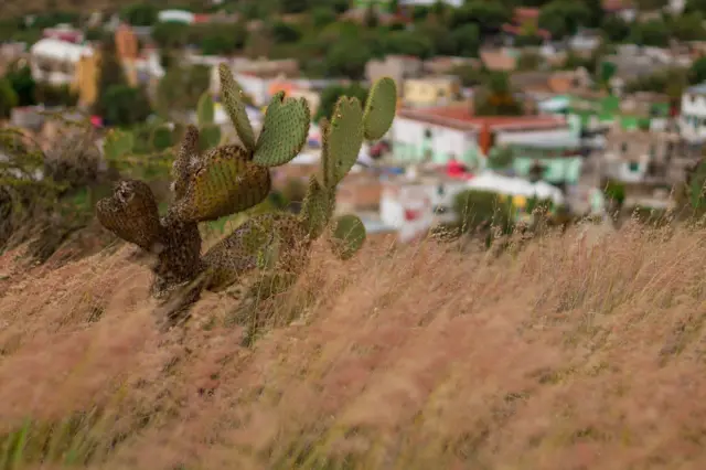 Desierto mexicano