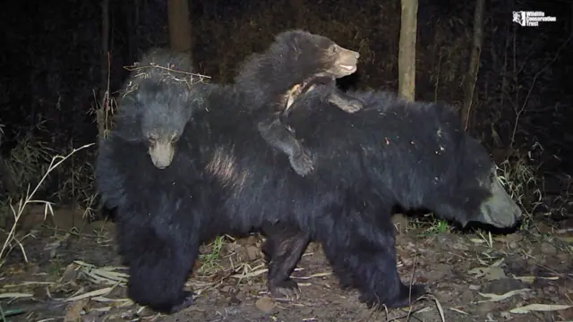 भारतीय अस्वल किंवा स्लॉथ बेअर.