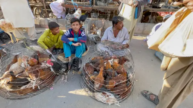 پاکستان، جانور، حقوق